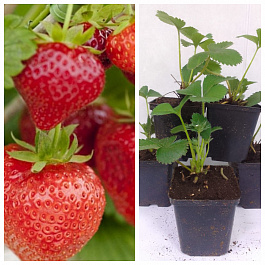 Земляника садовая Диамант НАБОР 5ШТ