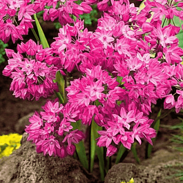 Лук декоративный Oreophilum