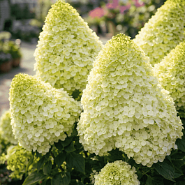 Гортензия метельчатая Magical Moonlight