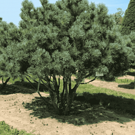 Сосна обыкновенная Watereri