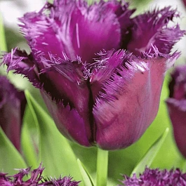 Тюльпан Gorilla