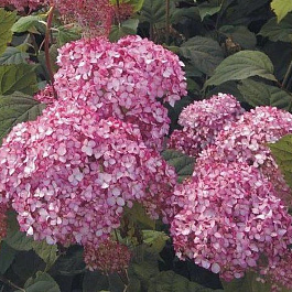 Гортензия древовидная Мэджикал Пинкербелл