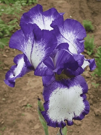 Ирис германский Going my Way