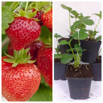 Земляника садовая Диамант НАБОР 5ШТ