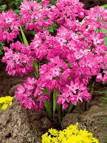 Лук декоративный Oreophilum