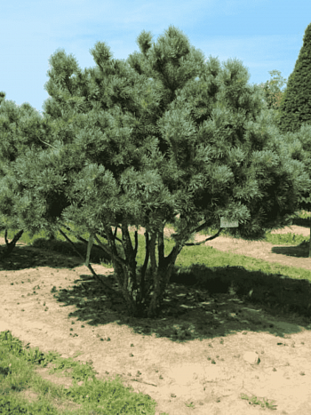 Сосна обыкновенная Watereri