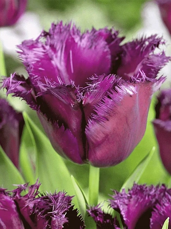 Тюльпан Gorilla