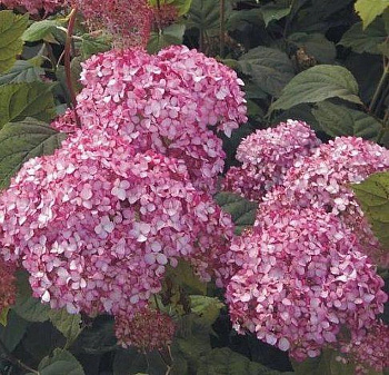 Гортензия древовидная Мэджикал Пинкербелл
