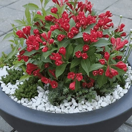 Вейгела гибридная All Summer Red