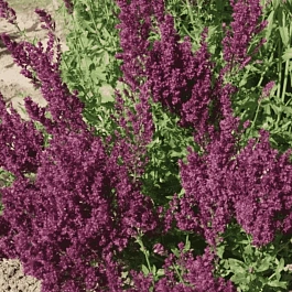 Шалфей дубравный Schwellenburg