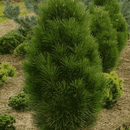 Сосна чёрная Pyramidalis