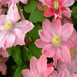 Клематис Little Mermaid