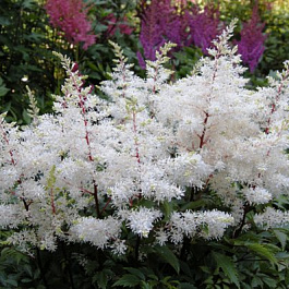 Астильба Арендса Рок энд Ролл