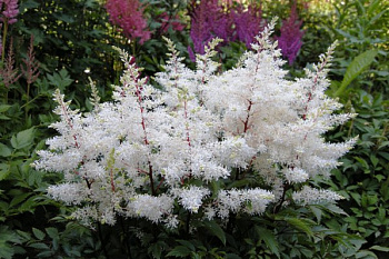 Астильба Арендса Рок энд Ролл