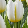 Тюльпан White flag