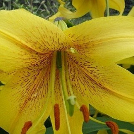 Лилия ОТ-гибрид Голд Класс