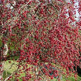 Яблоня декоративная Ред Сентинел