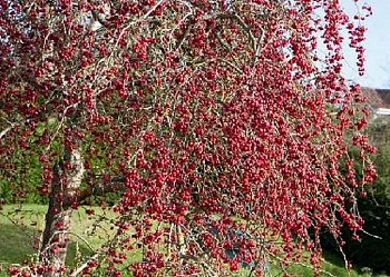 Яблоня декоративная Ред Сентинел