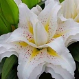Лилия Roselily Monica