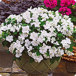 Бальзамин ампельный Тумблер Вайт