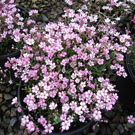 Гипсофила метельчатая Пинк Фестиваль Гипсофила метельчатая Пинк Фестиваль