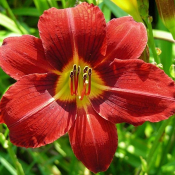 Лилейник гибридный Ред Рам НАБОР 2ШТ (1+1)