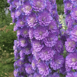 Дельфиниум высокий Sweet Sensation