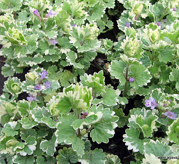 Будра плющевидная Variegata