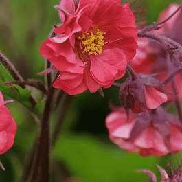 Гравилат чилийский Flames of Passion