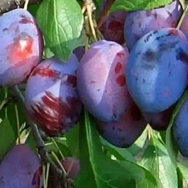 Слива домашняя Дашенька