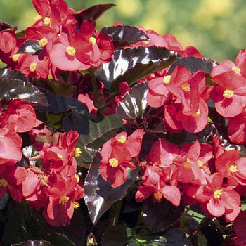 Бегония бенариенсис БИГ Ред Бронз Лиф