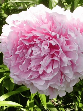 Пион Молочноцветковый President Taft