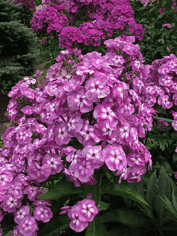 Флокс метельчатый Данила Мастер