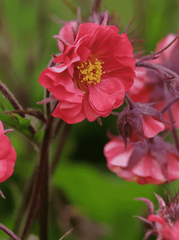 Гравилат чилийский Flames of Passion