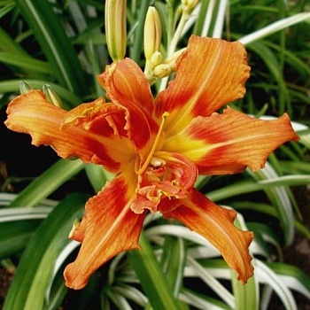 Лилейник гибридный Fulva Kwanso variegata