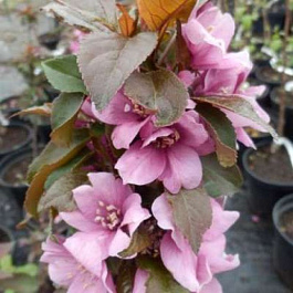 Яблоня колоновидная краснолистная Малиновое ожерелье