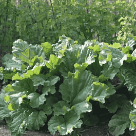 Ревень волнистый Rhabarbarum