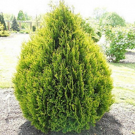 Туя складчатая Корник