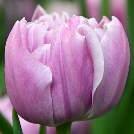 Тюльпан махровый поздний Катинка