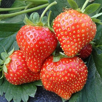 Земляника садовая Флорин