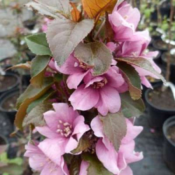 Яблоня колоновидная краснолистная Малиновое ожерелье