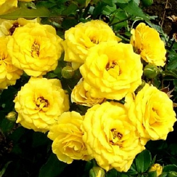 Роза миниатюрная Беби Голд