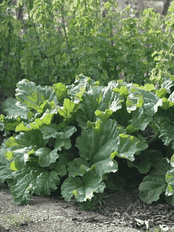 Ревень волнистый Rhabarbarum