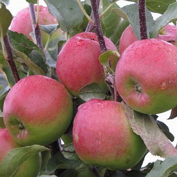 Яблоня Былина