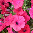 Петуния ампельная F1 Тайдал Вейв Черри Петуния ампельная F1 Тайдал Вейв Черри
