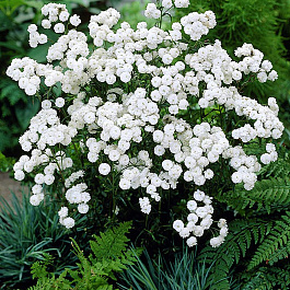 Тысячелистник птармика Белый жемчуг
