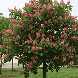 Каштан конский мясо-красный Briotii