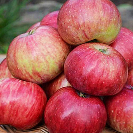 Яблоня Анис полосатый