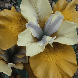 Ирис сибирский Flying Fiddles