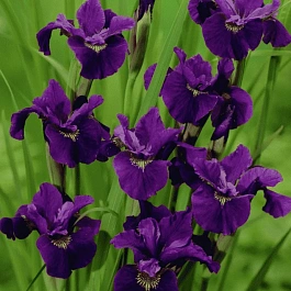 Ирис сибирский Purplelicious